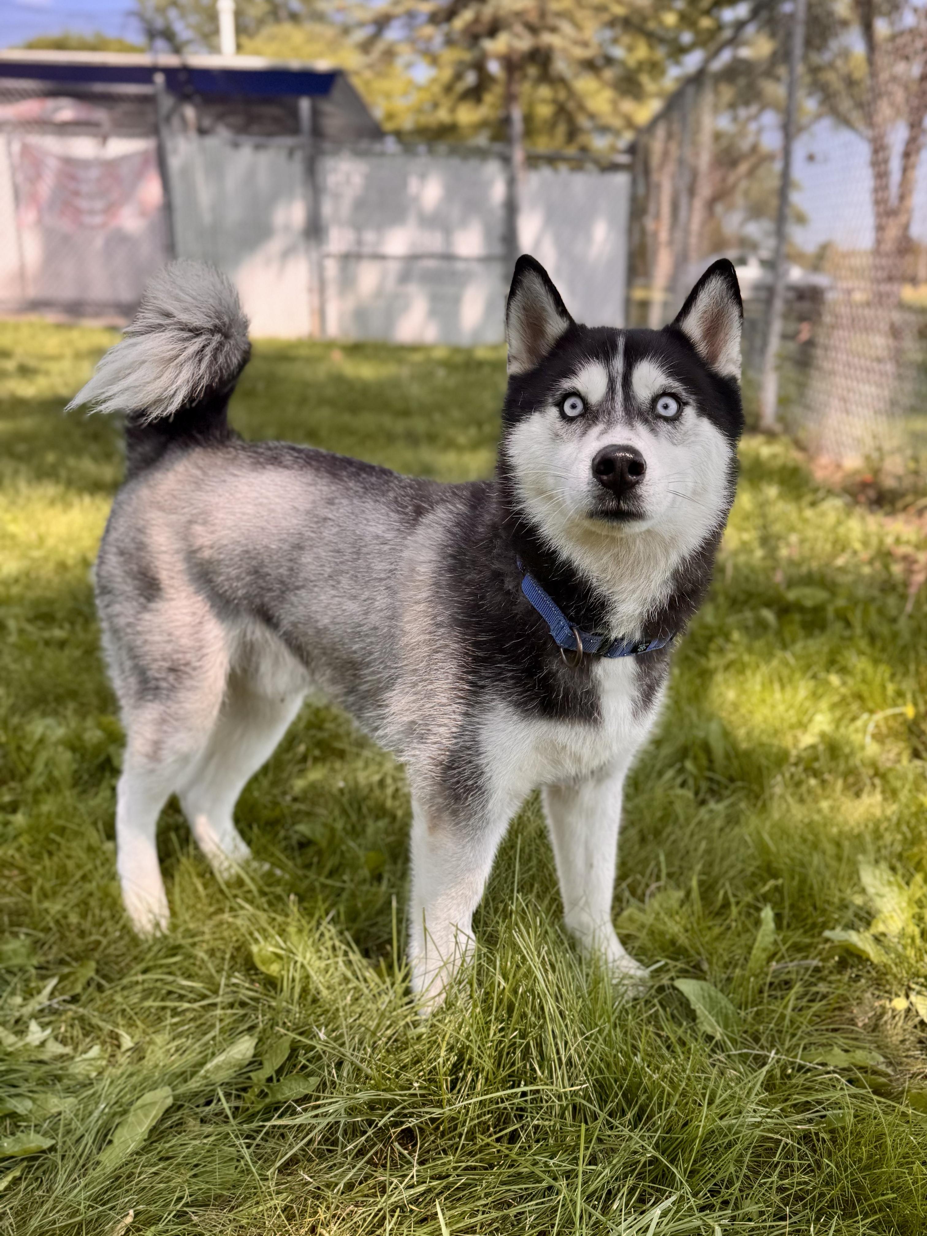 Jangles, an adopted Siberian Husky in Midland, MI image 1/5