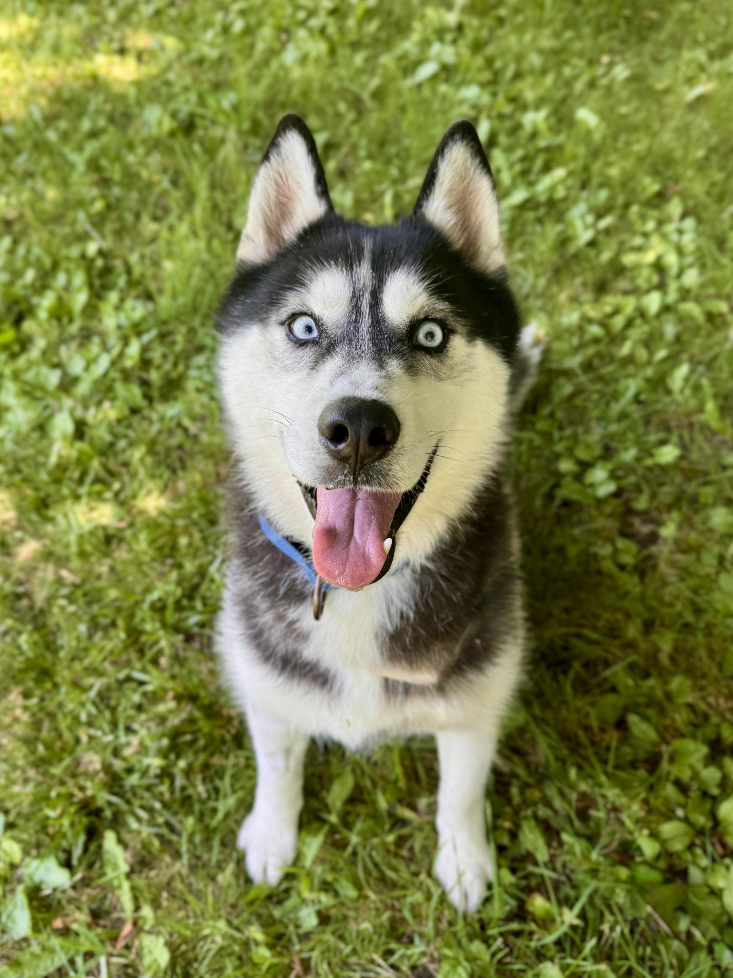 Jangles, an adopted Siberian Husky in Midland, MI image 4/5