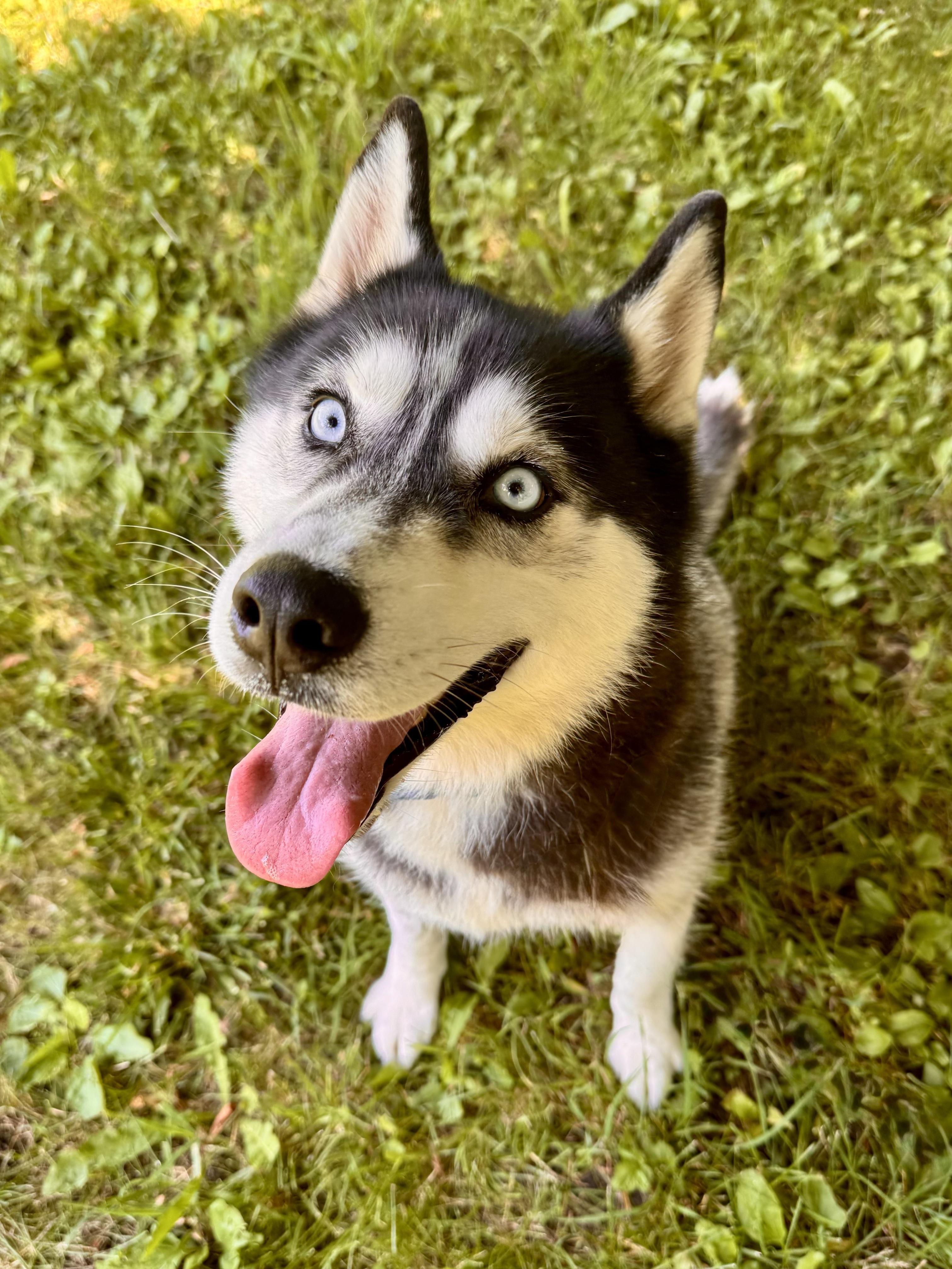 Jangles, an adopted Siberian Husky in Midland, MI image 2/5