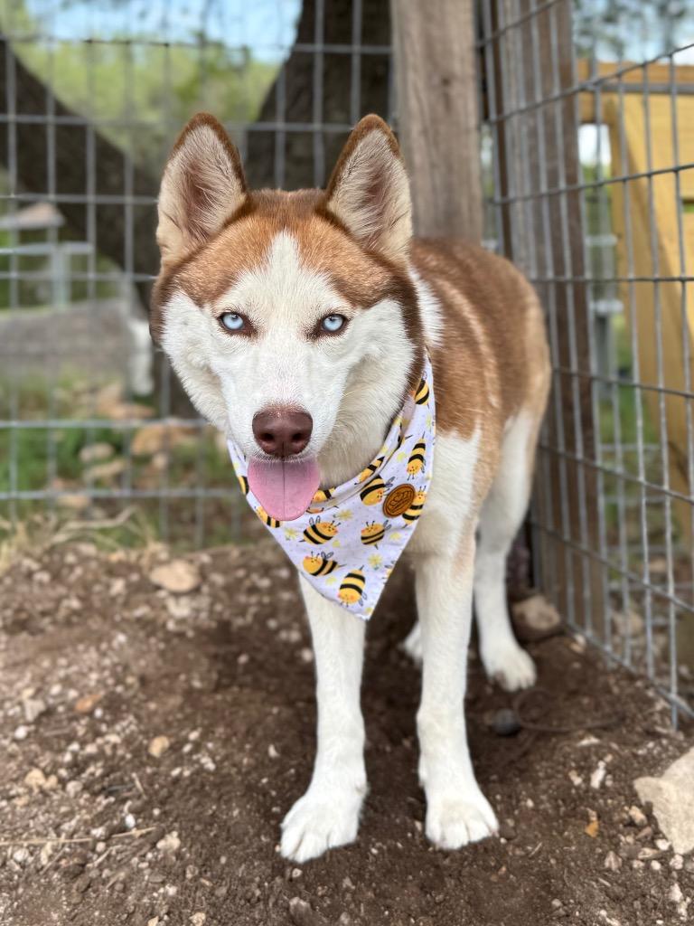 Nova (Sophie), Adoptable, Young Female Siberian Husky.