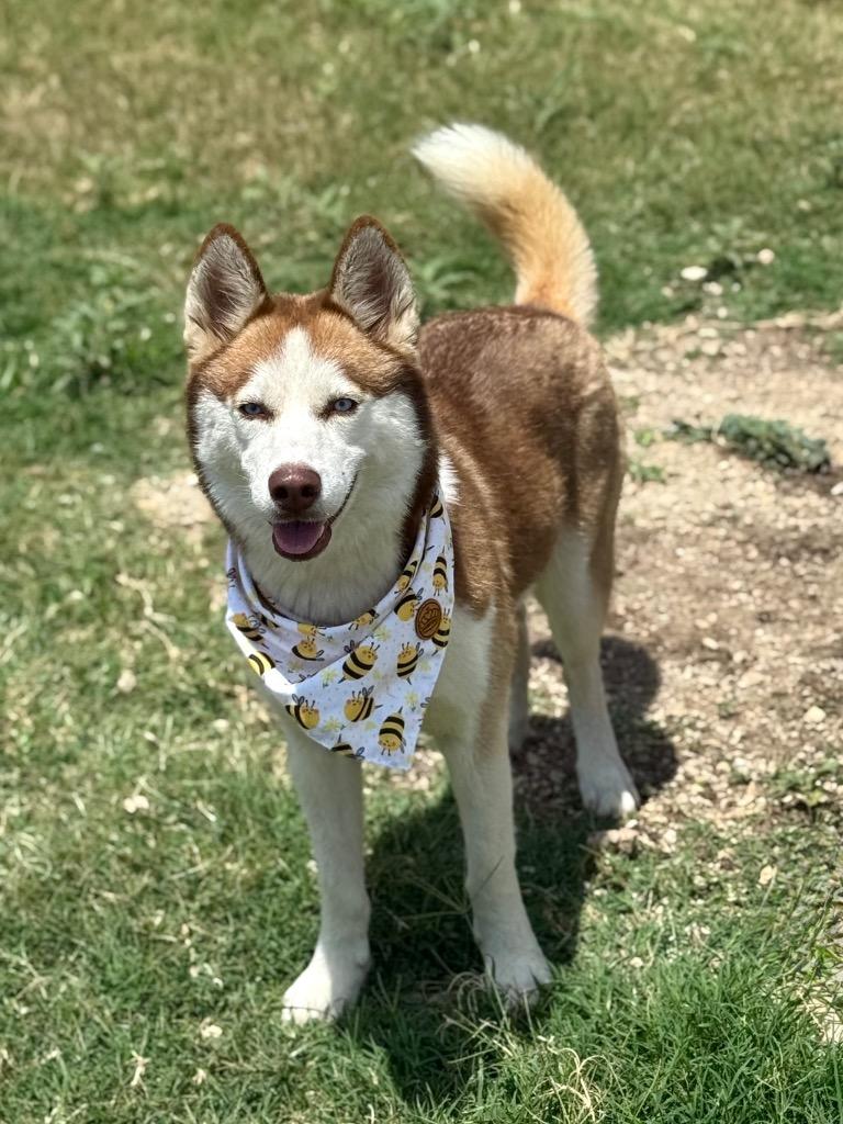 Enlarge Nova (Sophie), a Adoptable Siberian Husky in Canyon Lake, TX image 2/4