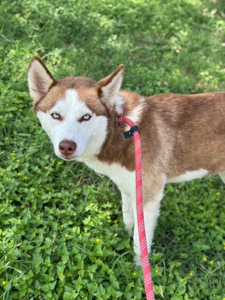 Enlarge Nova (Sophie), a Adoptable Siberian Husky in Canyon Lake, TX image 3/4