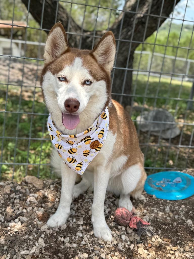 Enlarge Nova (Sophie), a Adoptable Siberian Husky in Canyon Lake, TX image 4/4