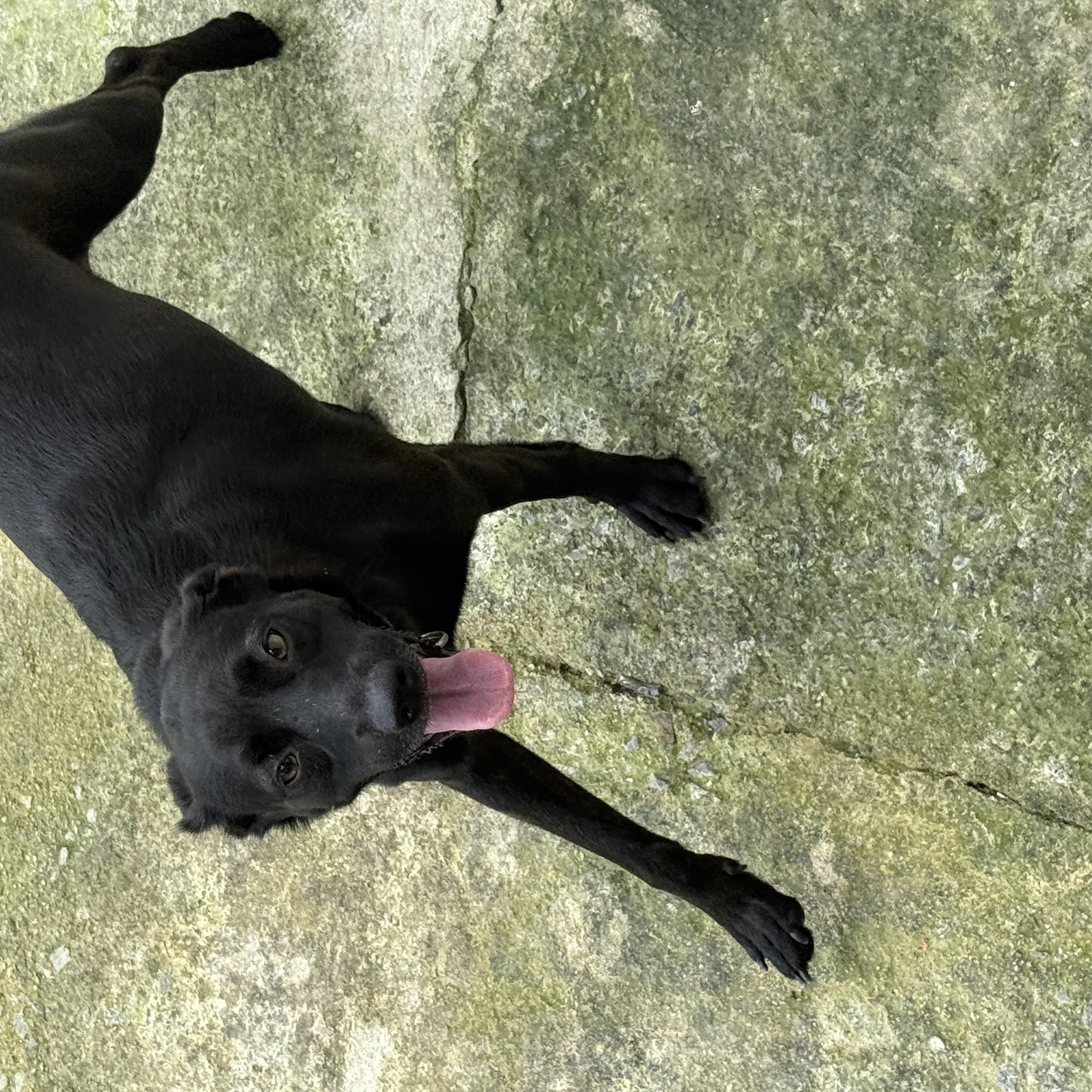 Enlarge Ginebra, a Adoptable mixed breed in Lancaster, PA image 4/8