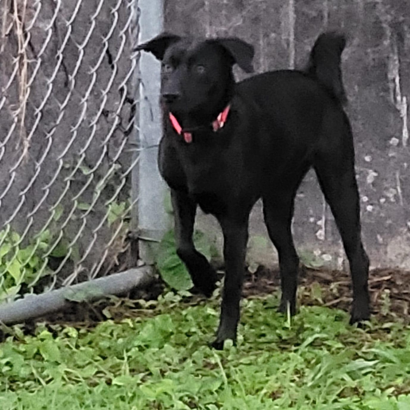 Enlarge Ginebra, a Adoptable mixed breed in Lancaster, PA image 5/8