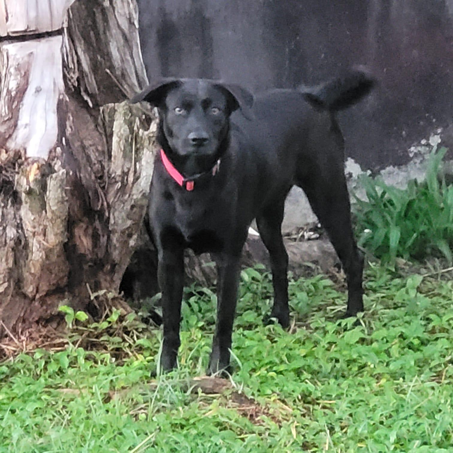 Ginebra, Adoptable, Young Female Black Labrador Retriever & Miniature Schnauzer.
