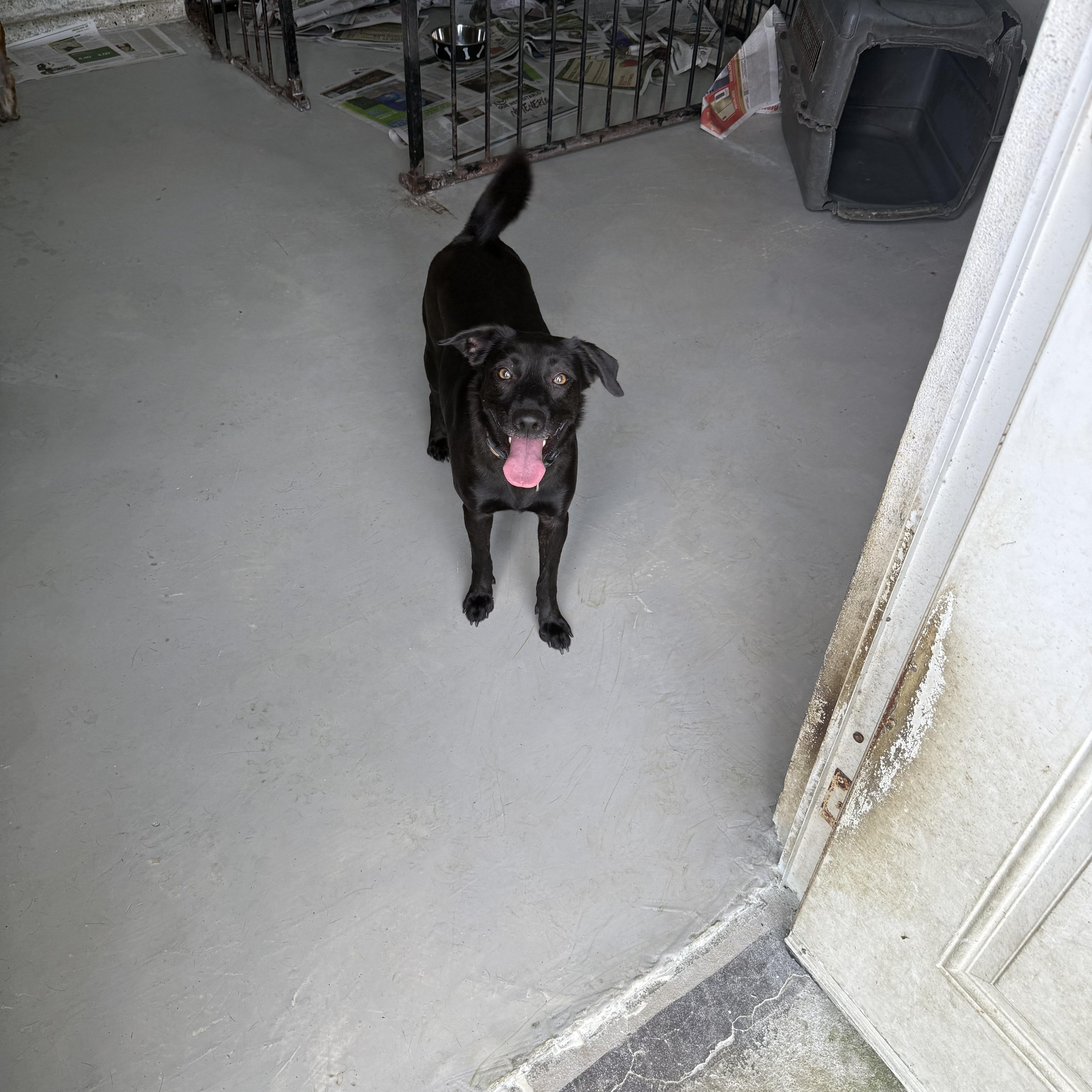 Enlarge Ginebra, a Adoptable mixed breed in Lancaster, PA image 6/8