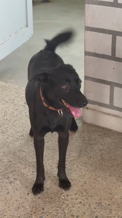 Enlarge Ginebra, a Adoptable mixed breed in Lancaster, PA video 7/8