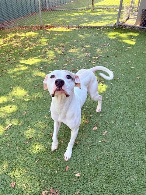 Enlarge PRALINE, a Adoptable mixed breed in Killeen, TX image 1/1