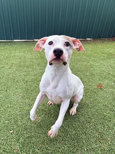 PRALINE, Adoptable, Young Male Pit Bull Terrier & Mixed Breed.