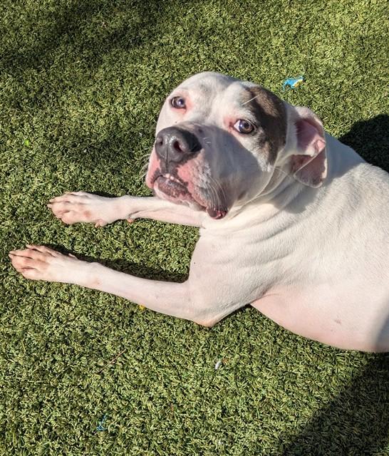 Enlarge PRALINE, a Adoptable mixed breed in Killeen, TX image 1/1