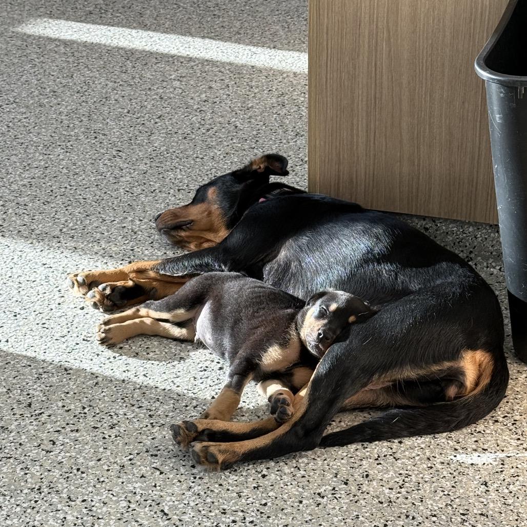 Enlarge Manhattan, a Adoptable mixed breed in Crystal, MN image 1/6