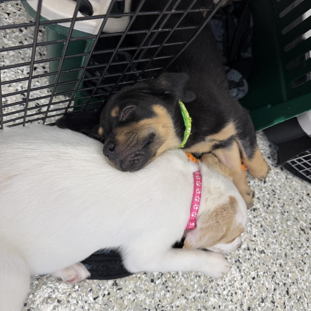 Enlarge Manhattan, a Adoptable mixed breed in Crystal, MN image 2/6