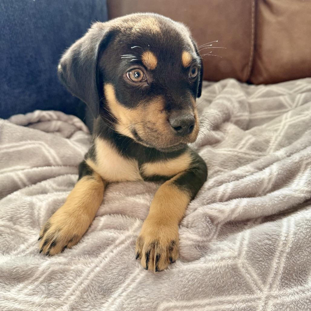 Enlarge Manhattan, a Adoptable mixed breed in Crystal, MN image 3/6