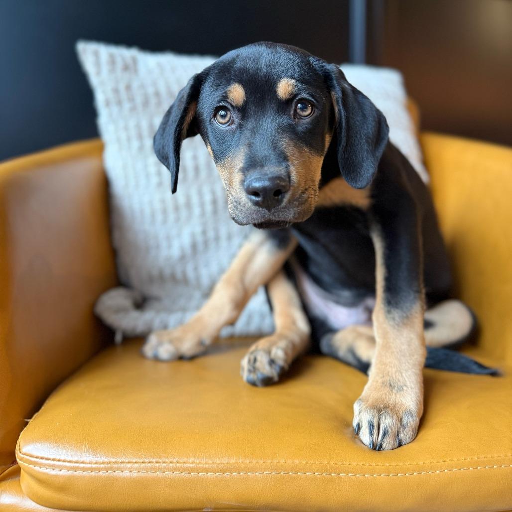 Enlarge Manhattan, a Adoptable mixed breed in Crystal, MN image 4/6