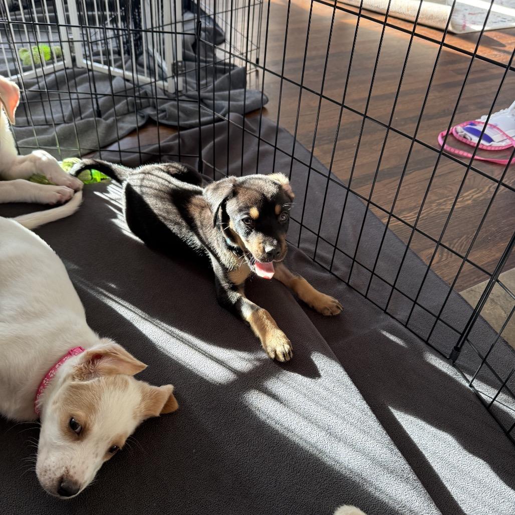 Enlarge Manhattan, a Adoptable mixed breed in Crystal, MN image 5/6