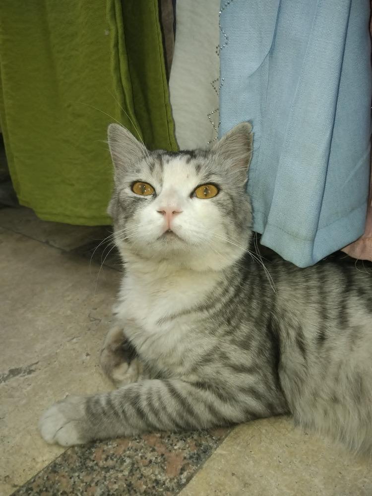SimSim, Adoptable, Adult Male British Shorthair.