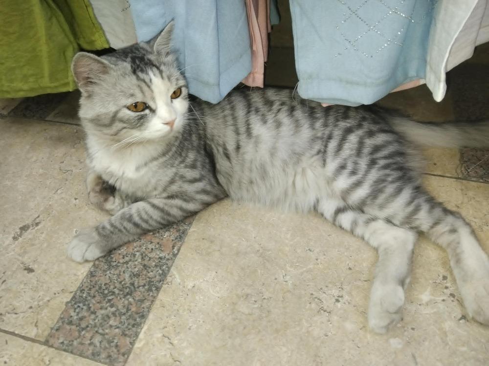 Enlarge SimSim, a Adoptable British Shorthair in WOLCOTT, CT image 2/6