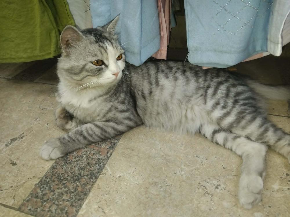 Enlarge SimSim, a Adoptable British Shorthair in WOLCOTT, CT image 3/6