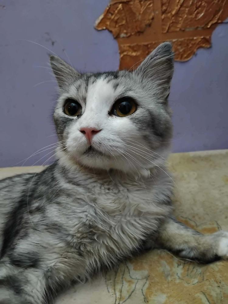 Enlarge SimSim, a Adoptable British Shorthair in WOLCOTT, CT image 4/6