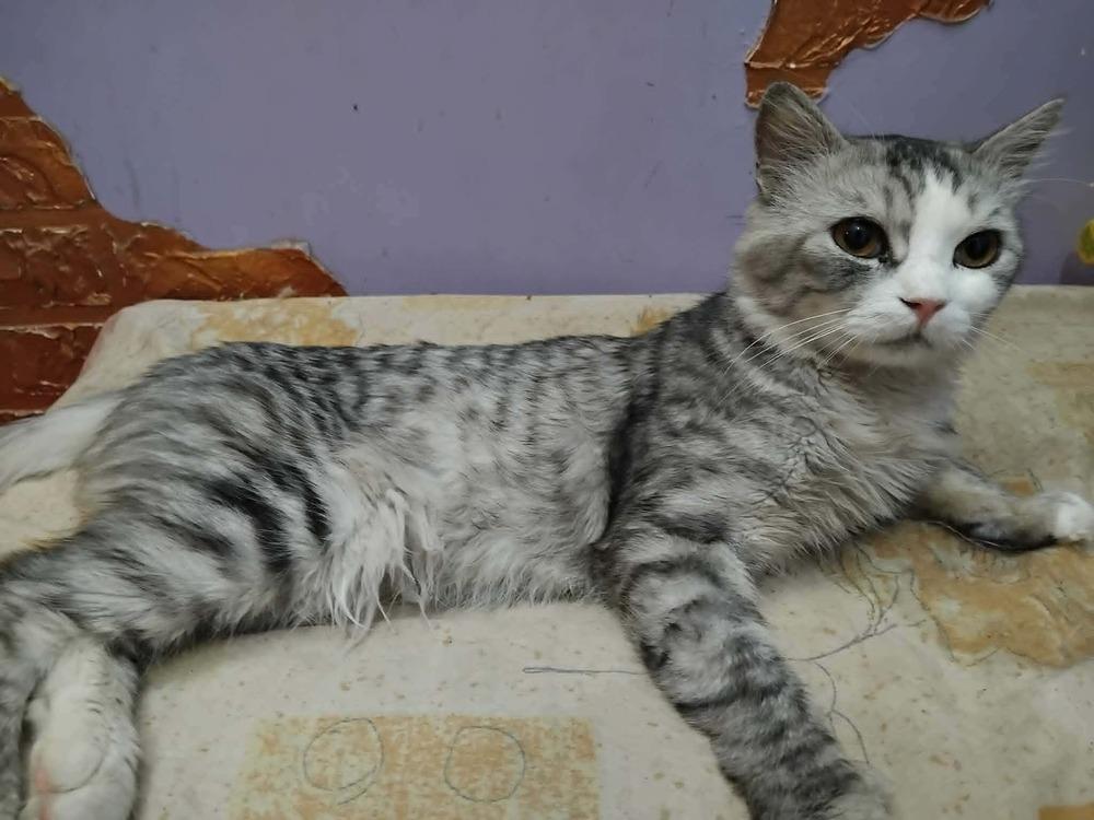 Enlarge SimSim, a Adoptable British Shorthair in WOLCOTT, CT image 5/6
