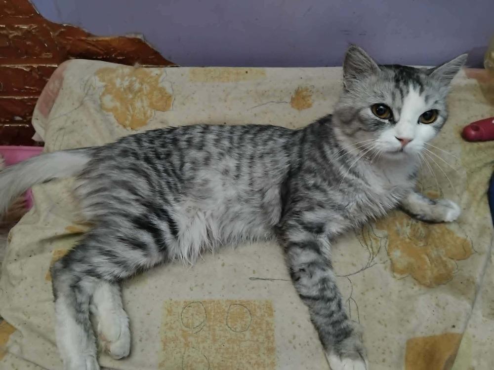 Enlarge SimSim, a Adoptable British Shorthair in WOLCOTT, CT image 6/6