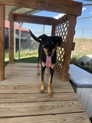 Lolly, Adoptable, Young Female Doberman Pinscher & Siberian Husky.