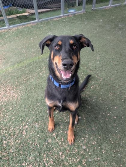 Lolly, a Adoptable mixed breed in Divide, CO image 2/2