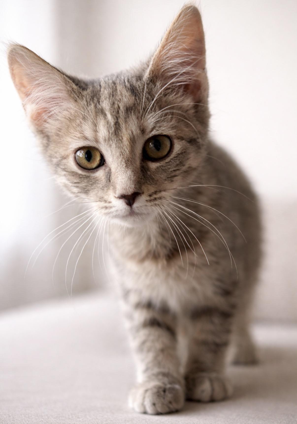 Muffin and biscuit, adopted, Kitten Male Domestic Short Hair.