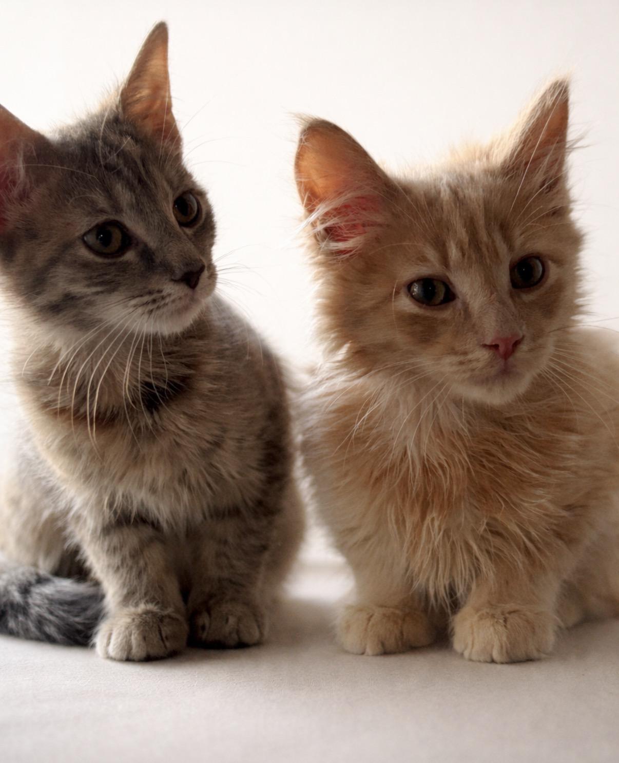 Muffin and biscuit, an adopted Domestic Short Hair in Old Bridge, NJ image 2/3