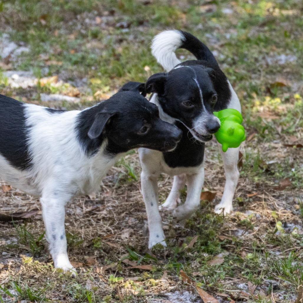 Oreo, Adoptable, Young Male Mixed Breed.