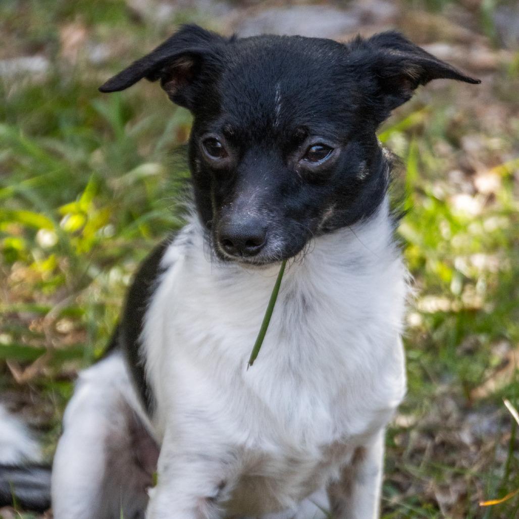Enlarge Oreo, a Adoptable Mixed Breed in TITUSVILLE, FL image 2/6