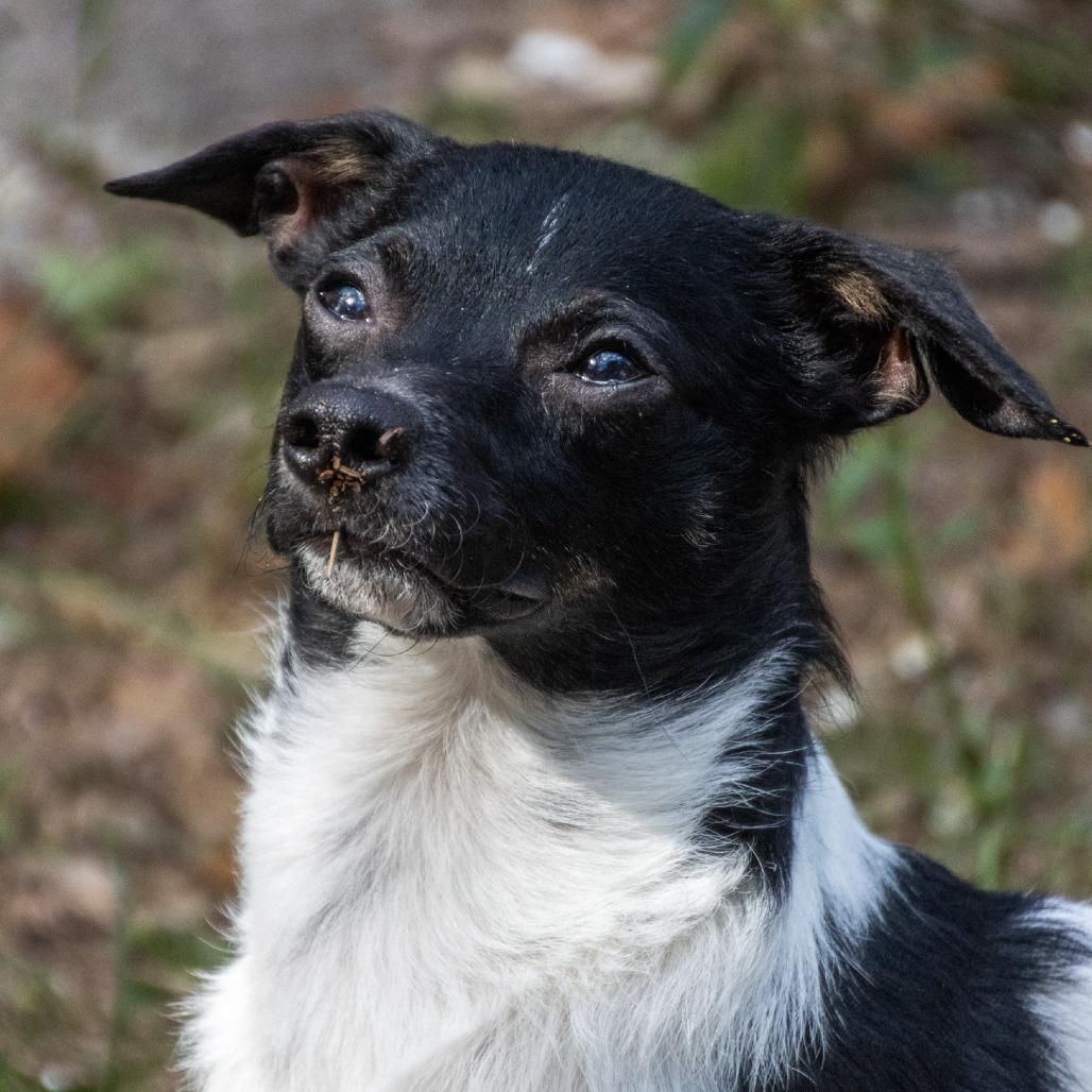 Enlarge Oreo, a Adoptable Mixed Breed in TITUSVILLE, FL image 4/6