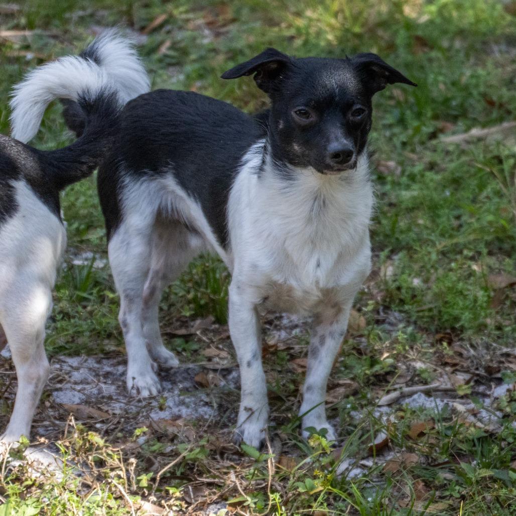Enlarge Oreo, a Adoptable Mixed Breed in TITUSVILLE, FL image 5/6