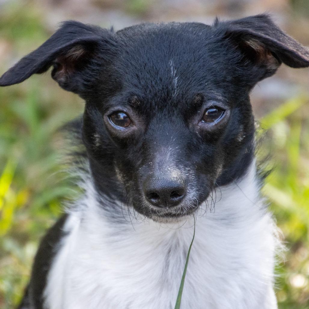 Enlarge Oreo, a Adoptable Mixed Breed in TITUSVILLE, FL image 6/6