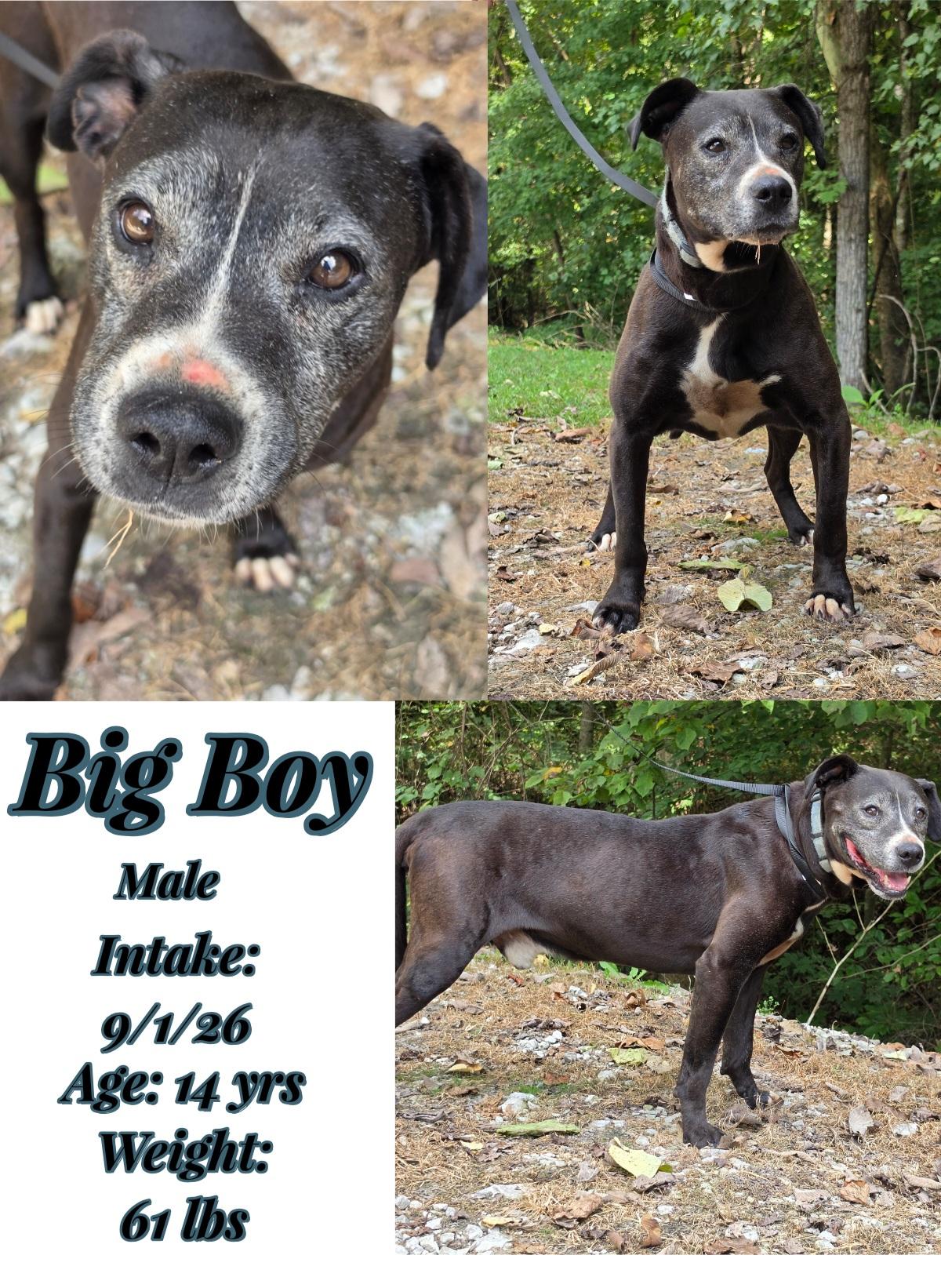 Big boy, Adoptable, Senior Male Pit Bull Terrier.