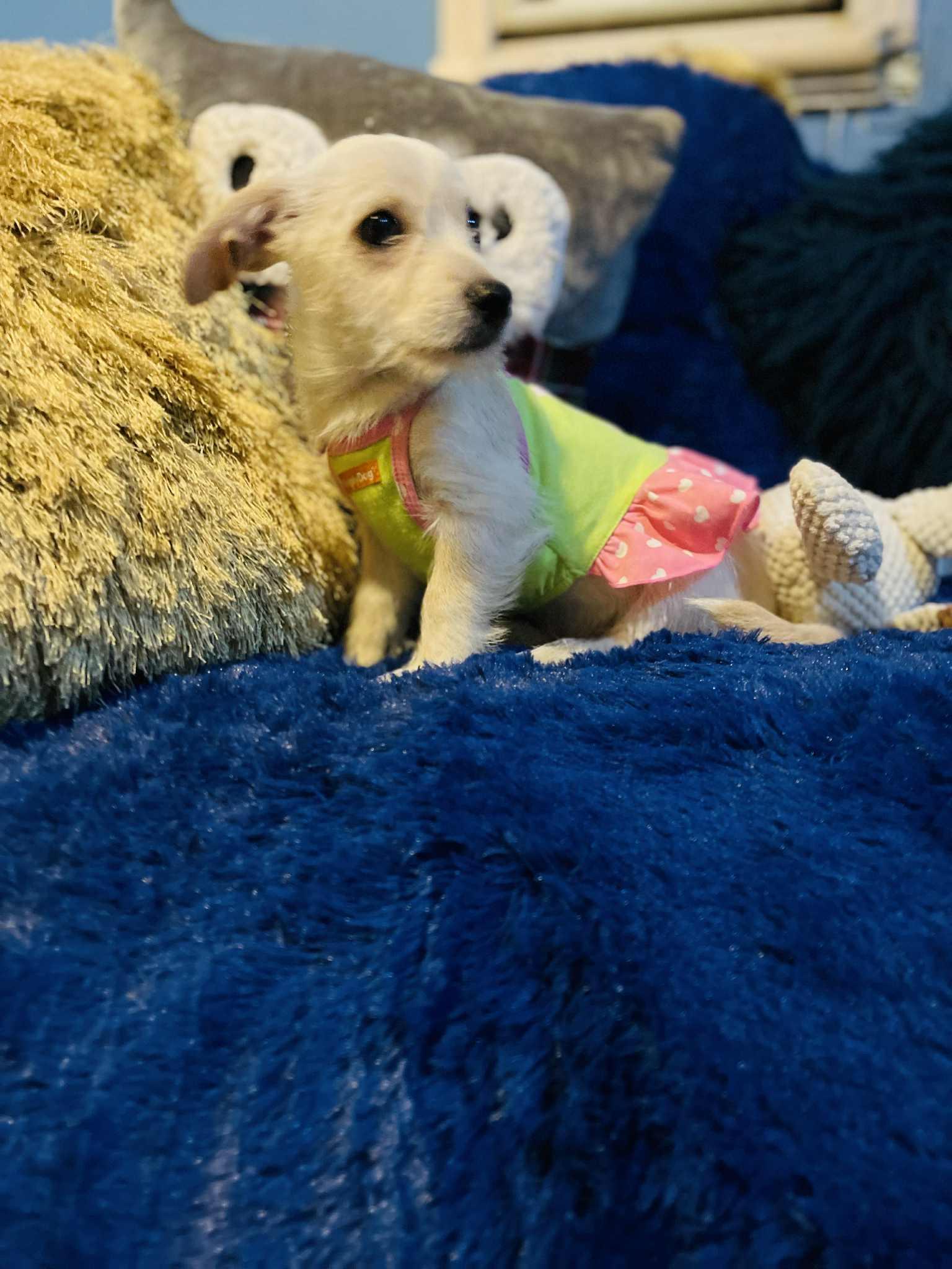 Lolita, a Adoptable mixed breed in San Diego , CA image 1/4