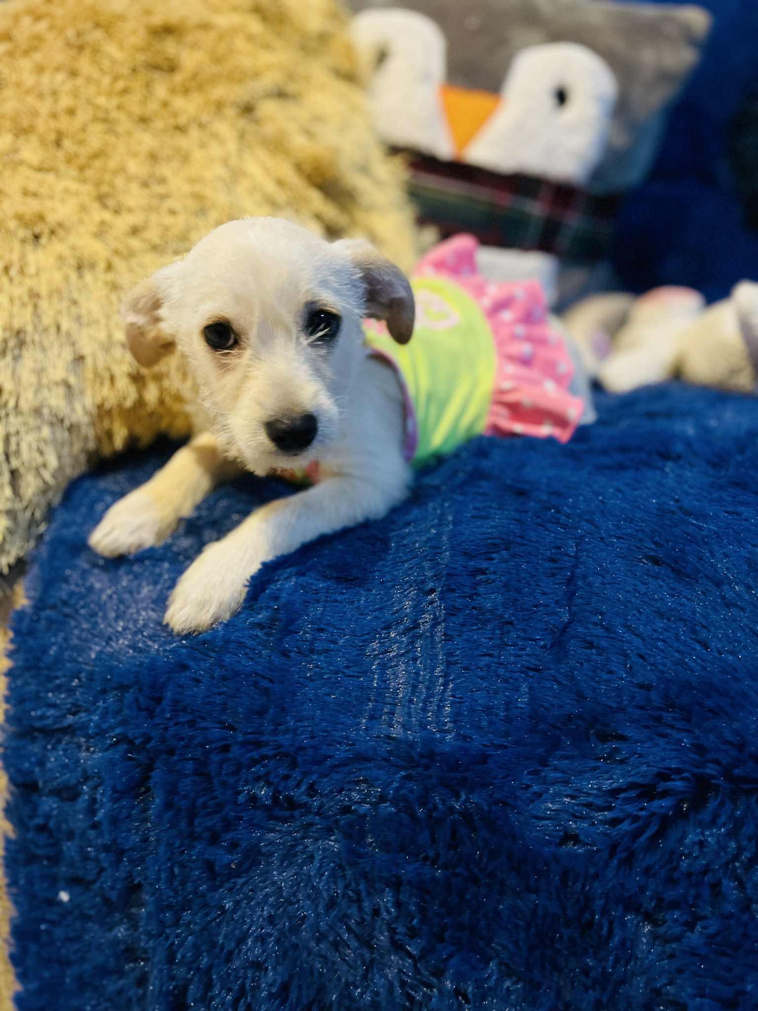 Lolita, a Adoptable mixed breed in San Diego , CA image 2/4