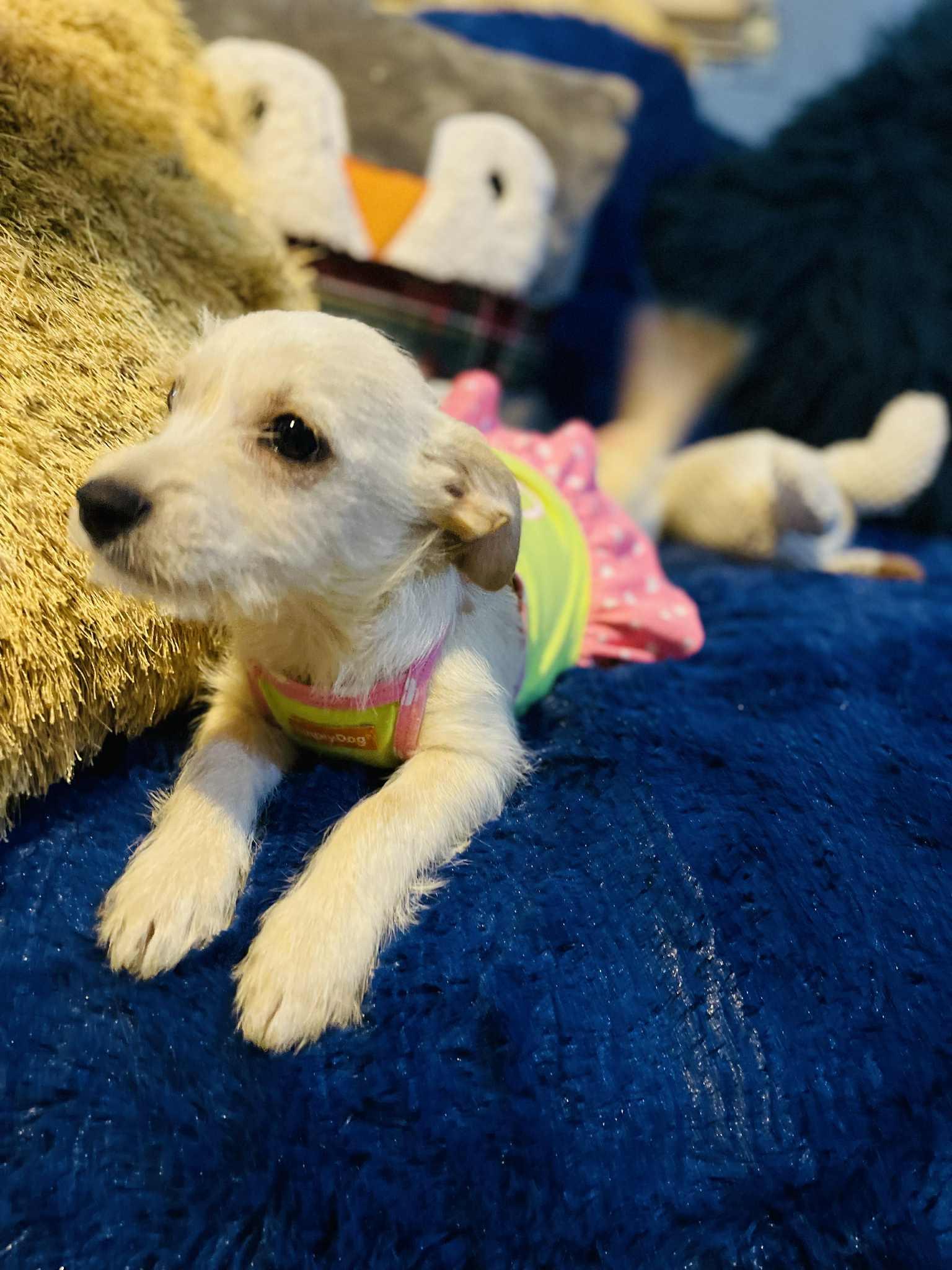 Lolita, a Adoptable mixed breed in San Diego , CA image 3/4