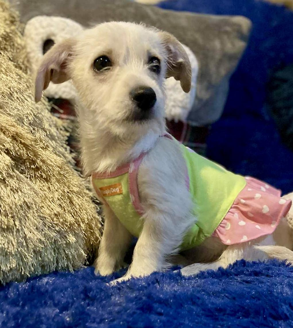 Lolita, a Adoptable mixed breed in San Diego , CA image 4/4