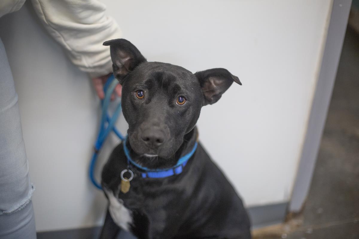 PeeWee, Adoptable, Young Male Labrador Retriever & Pit Bull Terrier.