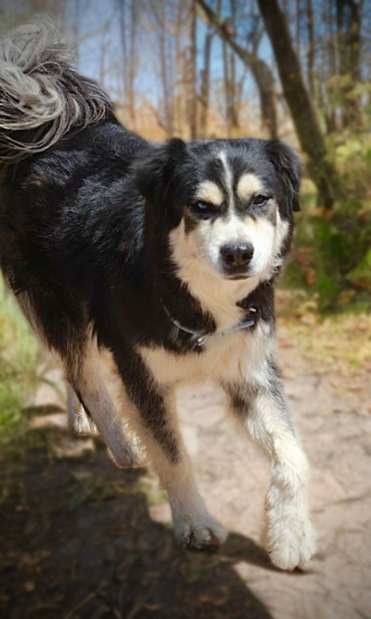 Knight, Adoptable, Adult Male Husky.