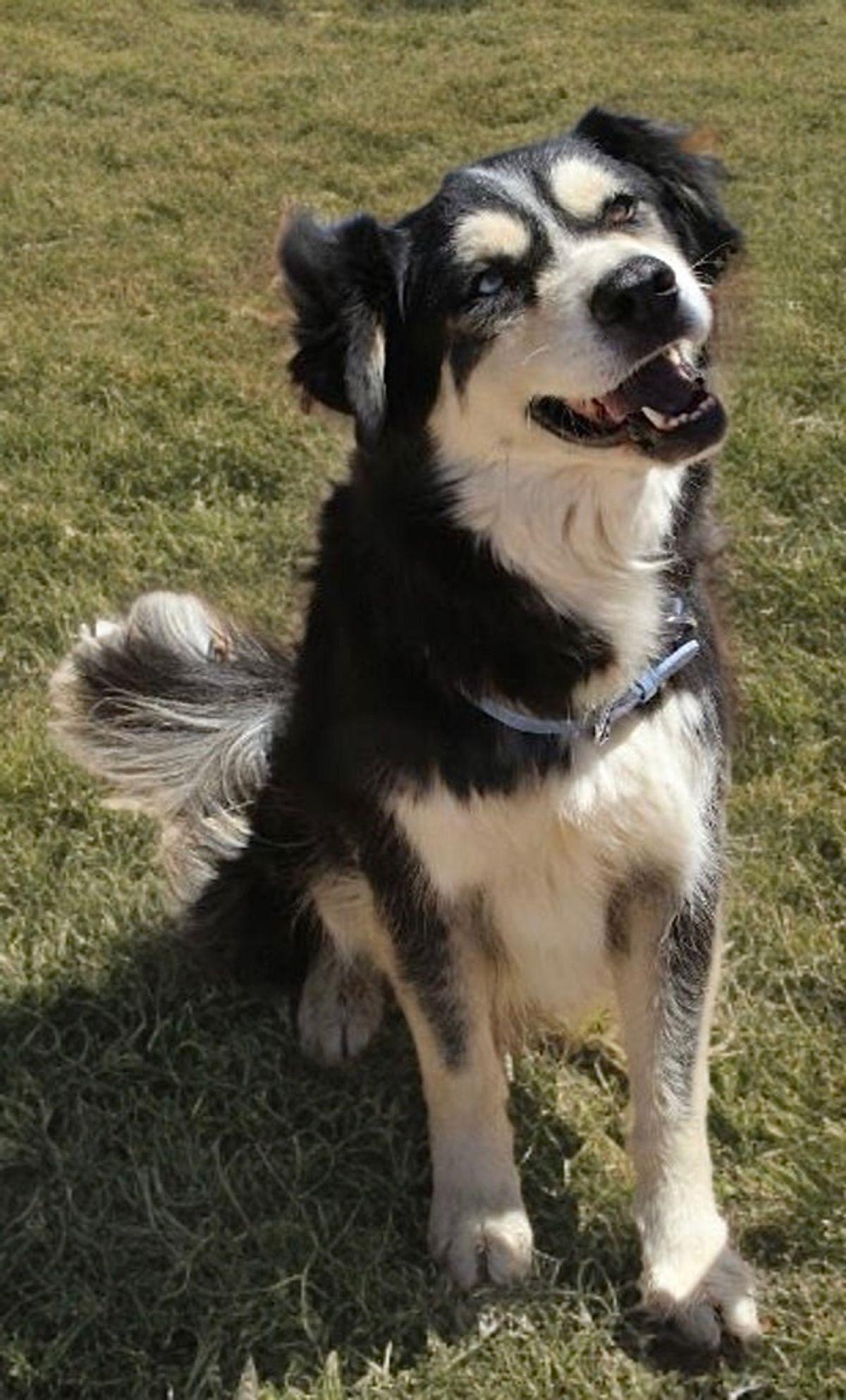 Enlarge Knight, a Adoptable Husky in Kingman, AZ image 3/3