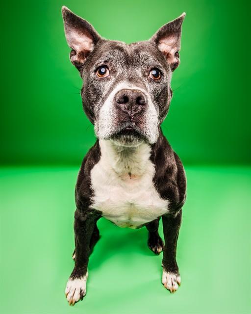 VIOLET, Adoptable, Adult Female Terrier & Mixed Breed.