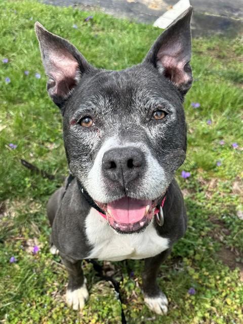 Enlarge VIOLET, a Adoptable mixed breed in Olivette, MO image 1/1