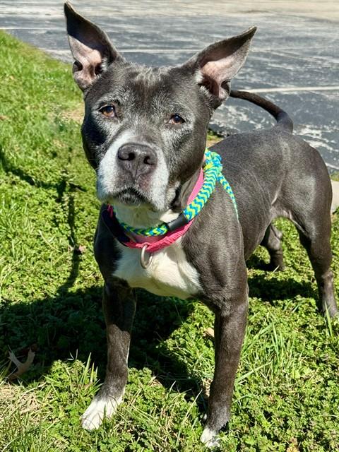 VIOLET, Adoptable, Adult Female Terrier & Mixed Breed.