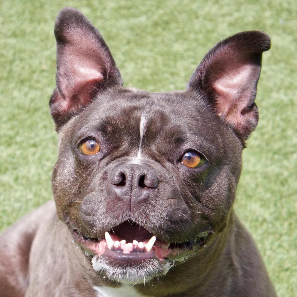 Bailey, adopted, Adult Female French Bulldog.