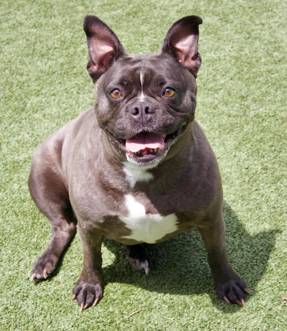 Enlarge Bailey, an adopted mixed breed in Godfrey, IL image 6/6