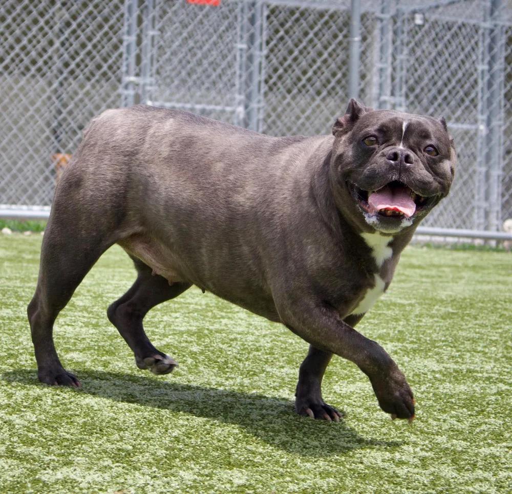 Enlarge Bailey, an adopted mixed breed in Godfrey, IL image 3/6