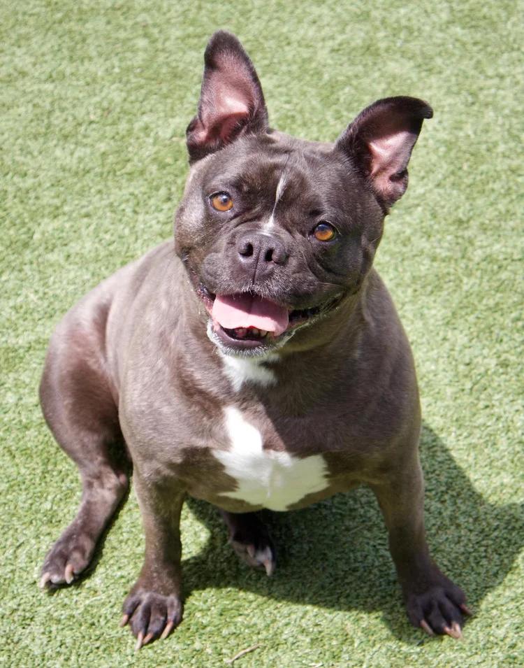 Enlarge Bailey, an adopted mixed breed in Godfrey, IL image 4/6